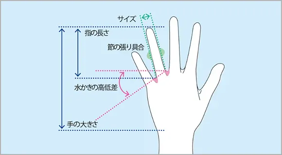 結婚指輪と手の骨格